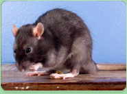 rat control Cwmbran